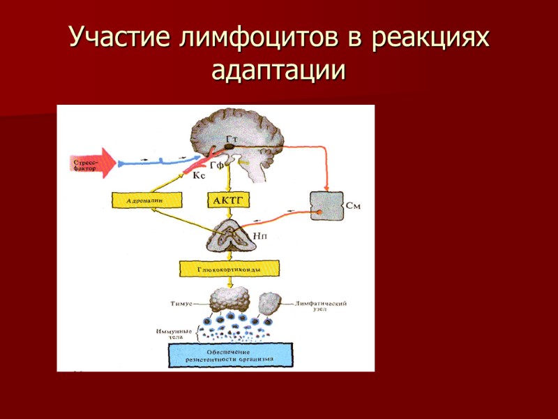 Участие лимфоцитов в реакциях адаптации